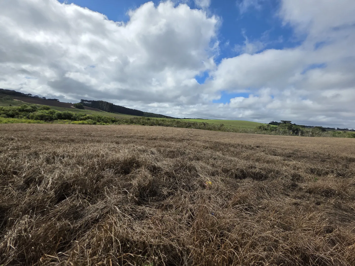 Comprar Rural / ChácaraFazenda em Castro R$ 3.200.000,00 - Foto 30