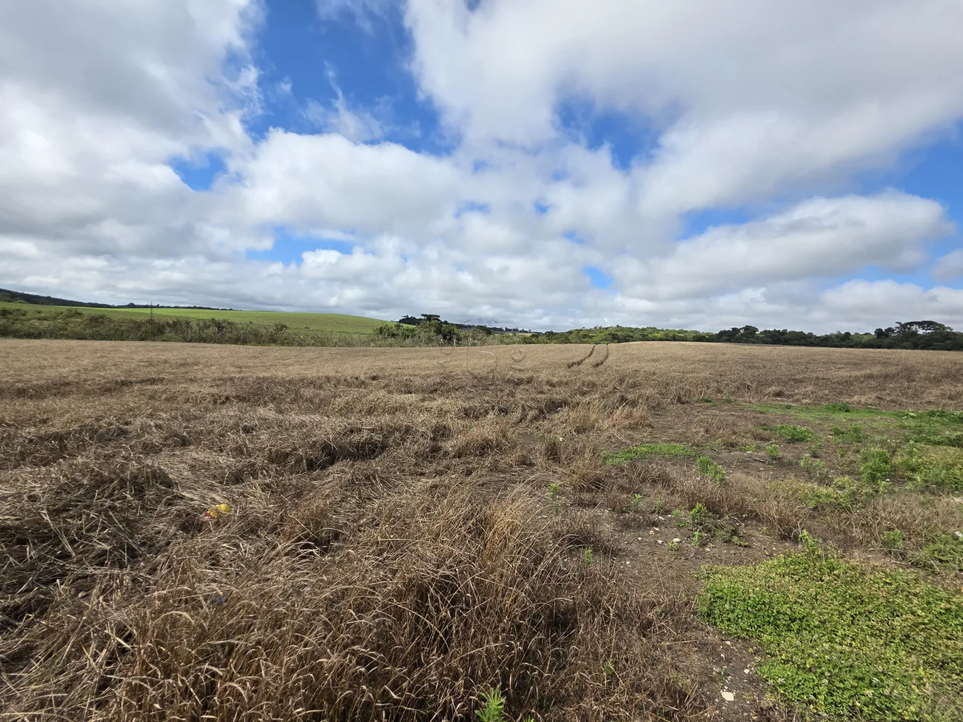 Comprar Rural / ChácaraFazenda em Castro R$ 3.200.000,00 - Foto 31