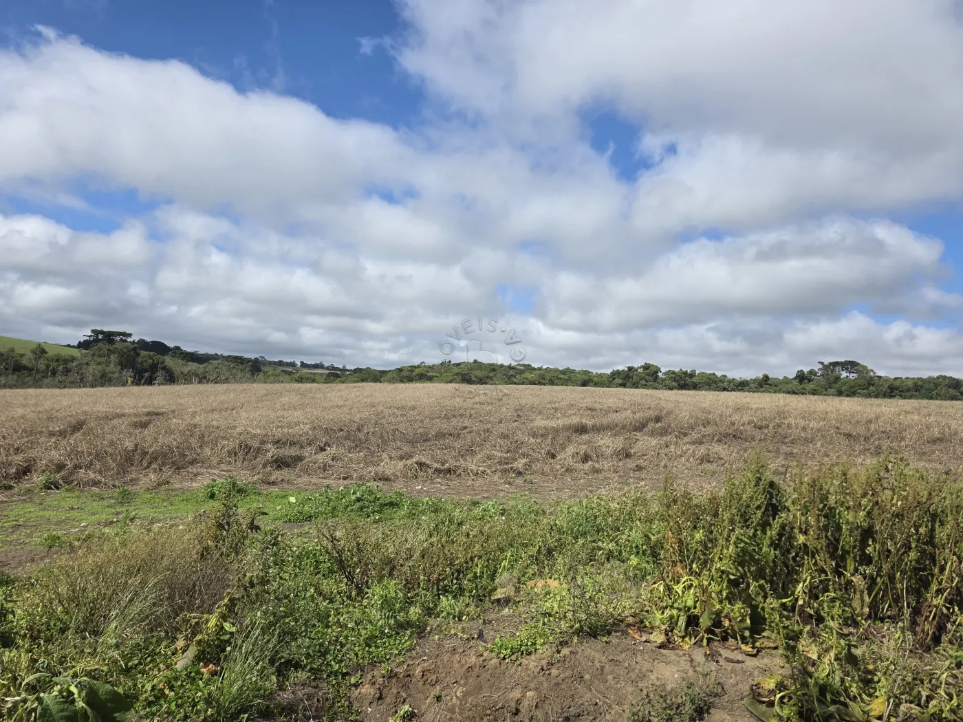 Comprar Rural / ChácaraFazenda em Castro R$ 3.200.000,00 - Foto 33