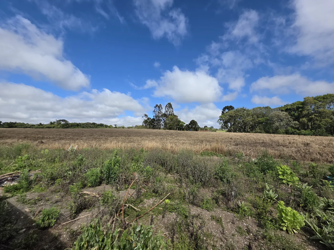 Comprar Rural / ChácaraFazenda em Castro R$ 3.200.000,00 - Foto 41