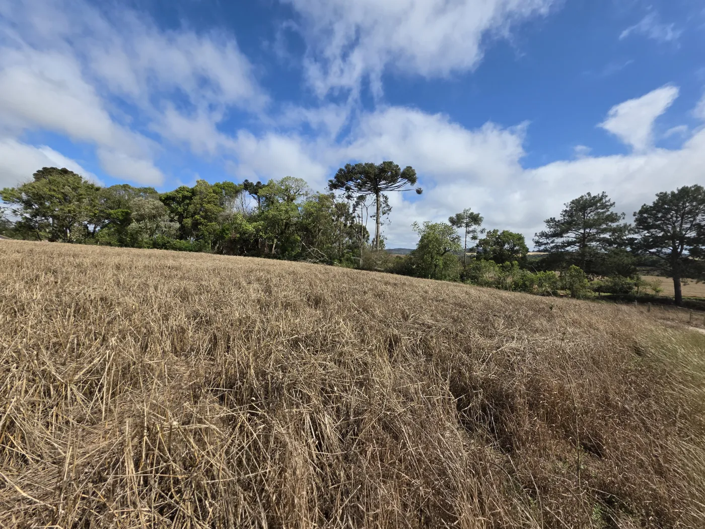 Comprar Rural / ChácaraFazenda em Castro R$ 3.200.000,00 - Foto 45