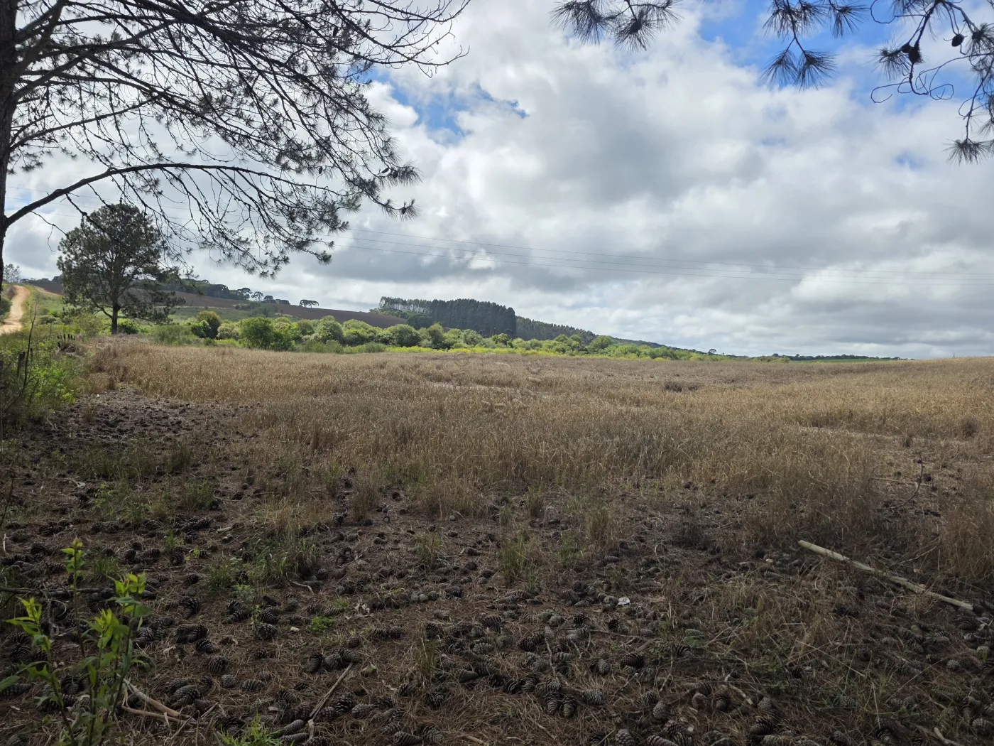 Comprar Rural / ChácaraFazenda em Castro R$ 3.200.000,00 - Foto 48