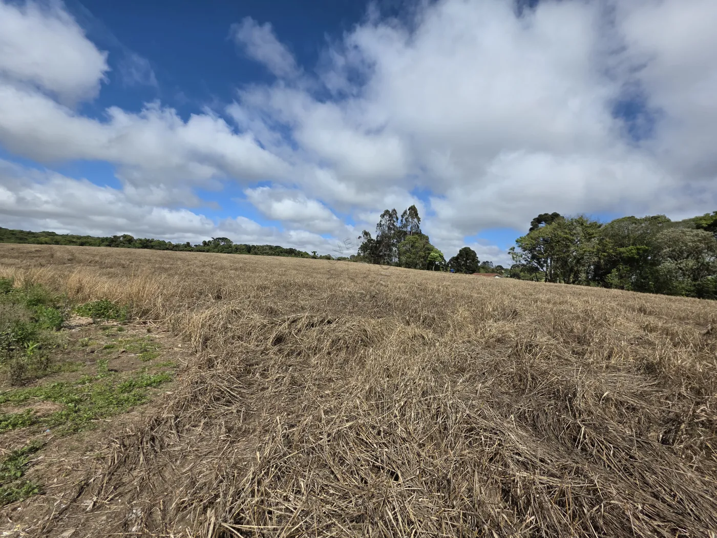 Comprar Rural / ChácaraFazenda em Castro R$ 3.200.000,00 - Foto 52