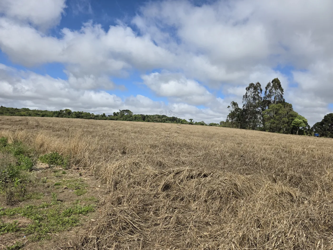 Comprar Rural / ChácaraFazenda em Castro R$ 3.200.000,00 - Foto 53